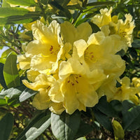 Gelb rhododendron blume samen for anpflanzung long bloom season heirloom & gmo free samen for home garten 
 
 sale samen for home garten anpflanzung