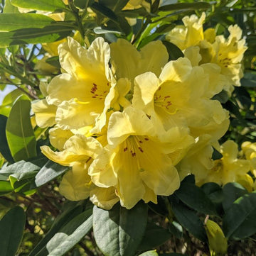 Gelb rhododendron blume samen for anpflanzung long bloom season heirloom & gmo free samen for home garten 
 
 sale samen for home garten anpflanzung