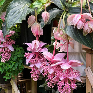 Medinilla blume samen for anpflanzung seasonal bloomer heirloom & gmo free samen for home garten 
 
 sale for anpflanzung in home garten