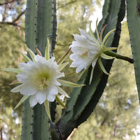 Weiß epiphyllum oxypetalum blume samen for anpflanzung wildflower mix heirloom & gmo free samen for home garten 
 
 sale samen for home garten anpflanzung