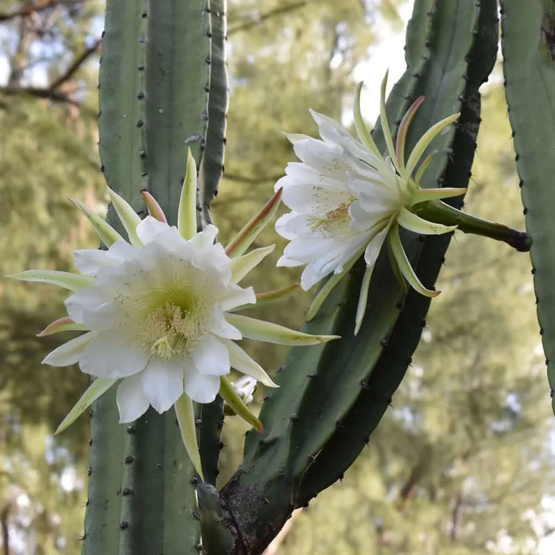 Weiß epiphyllum oxypetalum blume samen for anpflanzung wildflower mix heirloom & gmo free samen for home garten 
 
 sale samen for home garten anpflanzung