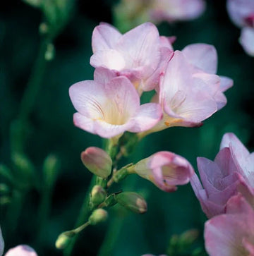 Baby rosa freesia blume samen for anpflanzung - easy to grow, heirloom & gmo free samen for home garten
 
 sale samen for anpflanzung in home garten