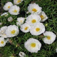 Weiß mossrose blume samen for anpflanzung colorful display heirloom & gmo free samen for home garten 
 
 sale samen for home garten anpflanzung