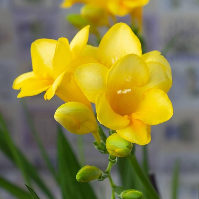 Gelb freesias blume samen for anpflanzung cut blume favorite heirloom & gmo free samen for home garten 
 
 sale samen for home garten anpflanzung