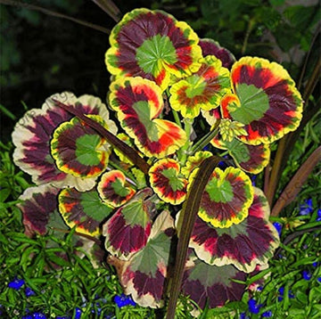 Mixed variegated geranium blume samen for anpflanzung hardy variety heirloom & gmo free samen for home garten 
 
 sale samen for home garten anpflanzung