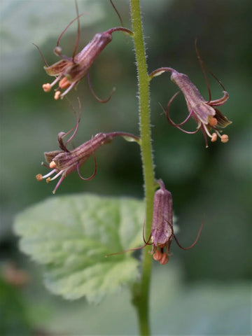 Tolmiea blume samen for anpflanzung - compact growth, heirloom & gmo free samen for home garten
 
 sale samen for home garten