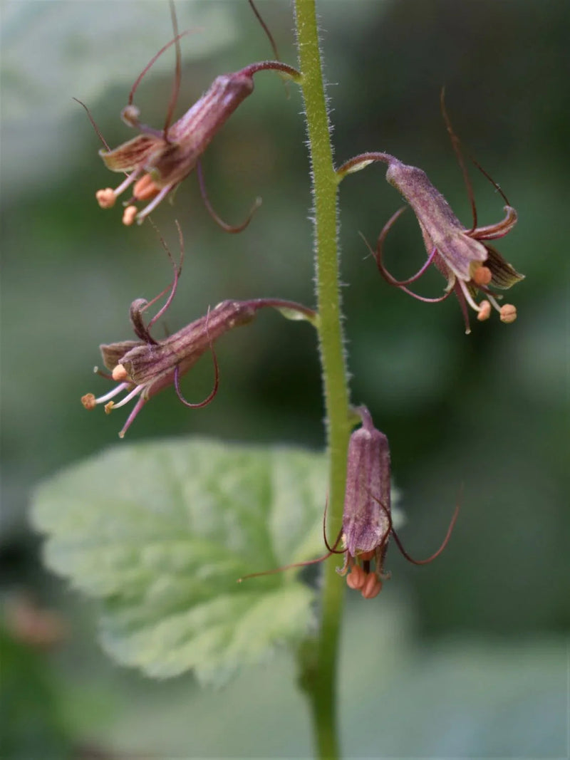 Tolmiea blume samen for anpflanzung - compact growth, heirloom & gmo free samen for home garten
 
 sale samen for home garten