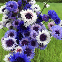 Mixed bachelor blume samen for anpflanzung - cottage garten essential, heirloom & gmo free samen for home garten
 
 sale samen for anpflanzung in home garten
