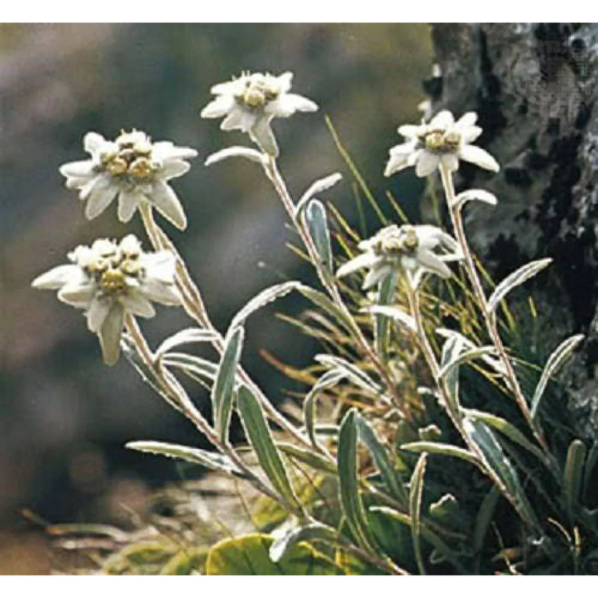 Weiß leontopodium blume samen for anpflanzung - hardy variety, heirloom & gmo free samen for home garten
 
 sale samen for anpflanzung in home garten