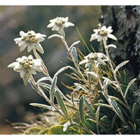 Weiß leontopodium blume samen for anpflanzung - hardy variety, heirloom & gmo free samen for home garten
 
 sale samen for anpflanzung in home garten