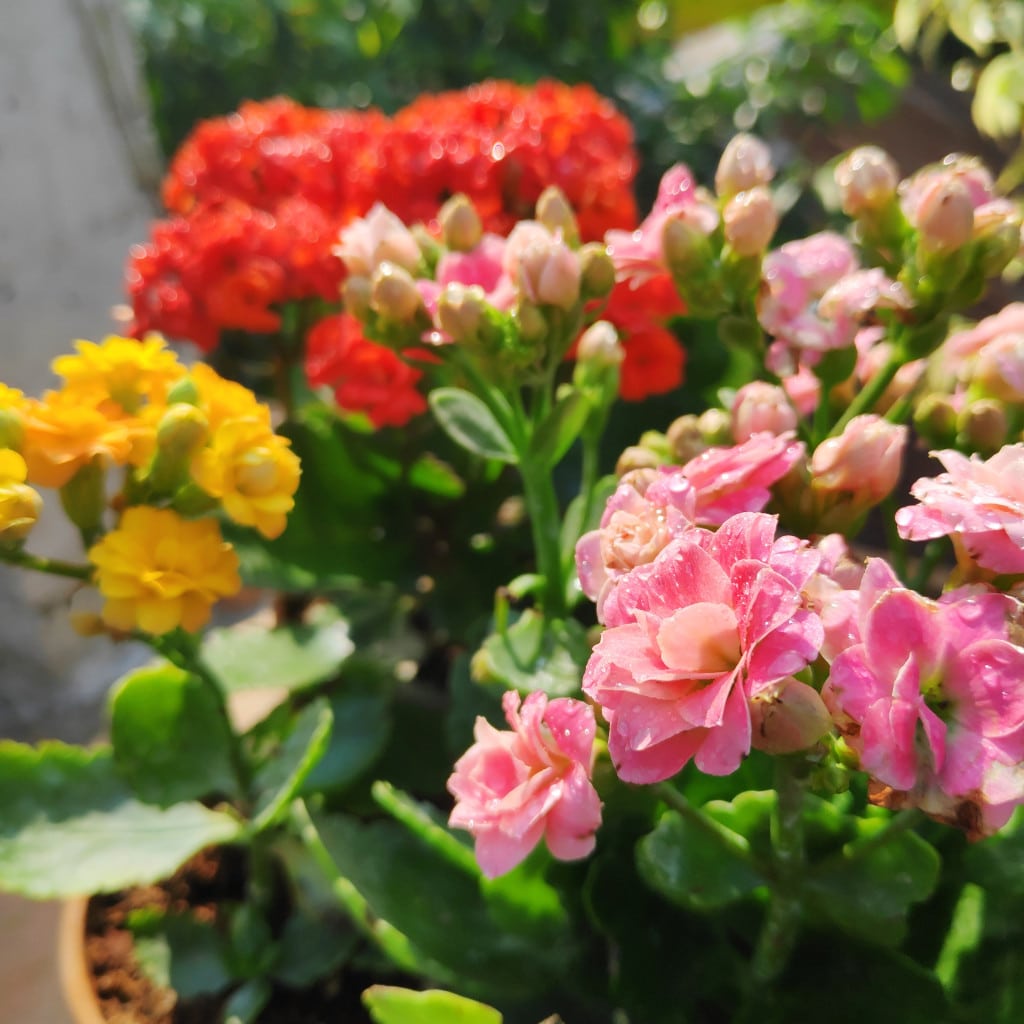 Mixed kalanchoe blume samen for anpflanzung cut blume favorite heirloom & gmo free samen for home garten 
 
 sale samen for home garten anpflanzung