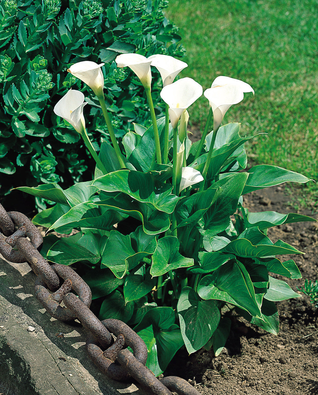 Weiß zantedeschia aethiopica blume samen for anpflanzung - garten favorite, heirloom & gmo free samen for home garten
 
 sale samen for anpflanzung in home garten