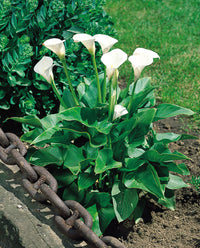 Weiß zantedeschia aethiopica blume samen for anpflanzung - garten favorite, heirloom & gmo free samen for home garten
 
 sale samen for anpflanzung in home garten