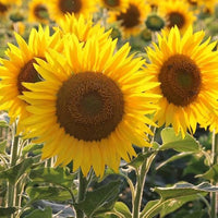 Gelb sunflower blume samen for anpflanzung premium quality heirloom & gmo free samen for home garten 
 
 sale samen for home garten anpflanzung