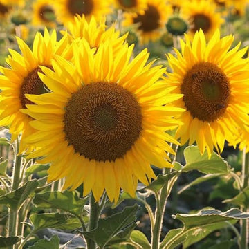 Gelb sunflower blume samen for anpflanzung premium quality heirloom & gmo free samen for home garten 
 
 sale samen for home garten anpflanzung