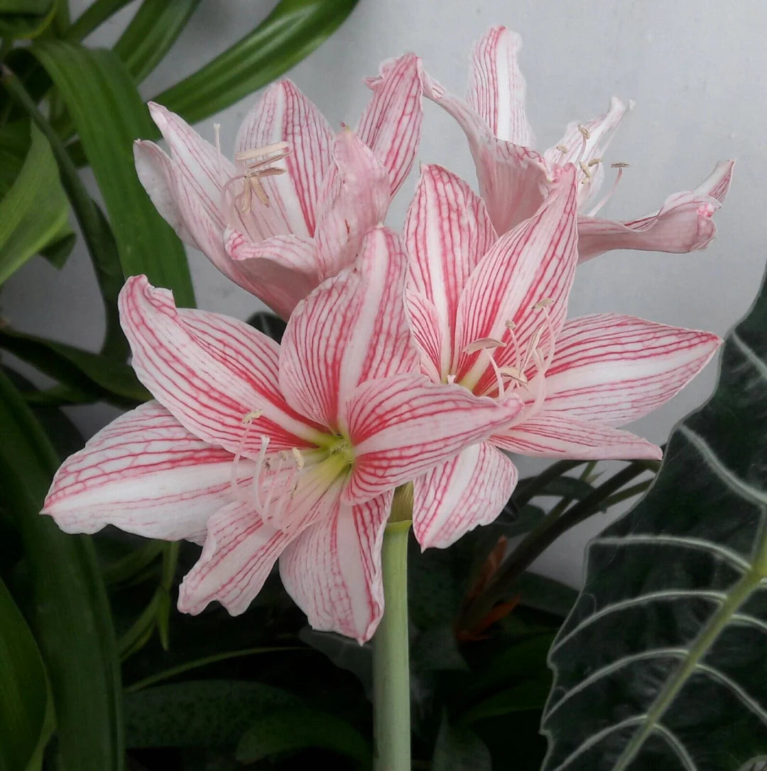 Rosa Hippeastrum Rutilum Blumensamen zur Aussaat – sonnenliebend – Traditionssorte & ohne Gentechnik Samen Hausgarten