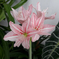 Rosa Hippeastrum Rutilum Blumensamen zur Aussaat – sonnenliebend – Traditionssorte & ohne Gentechnik Samen Hausgarten