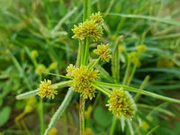 Gelb Cyperus Papyrus Blumensamen zur Aussaat – Schnitt Blume beliebt – Traditionssorte & ohne Gentechnik Samen Hausgarten