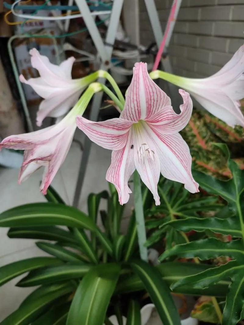 Rosa Hippeastrum Blumensamen zur Aussaat kompakt Wuchs Traditionssorte & ohne Gentechnik Samen Hausgarten