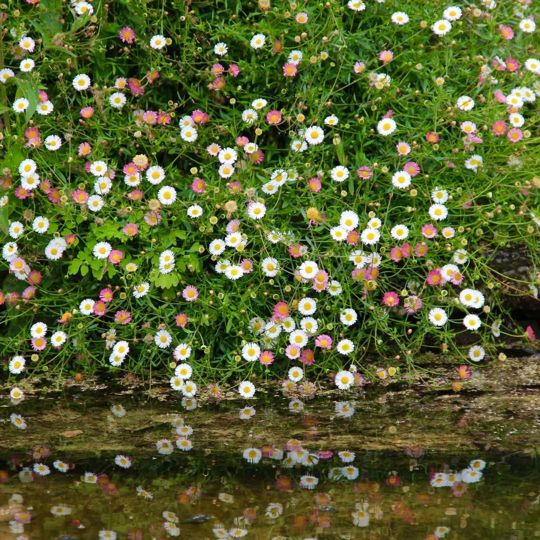 Santa Barbara Blumensamen zur Aussaat – Garten beliebt Traditionssorte & ohne Gentechnik Samen Hausgarten
