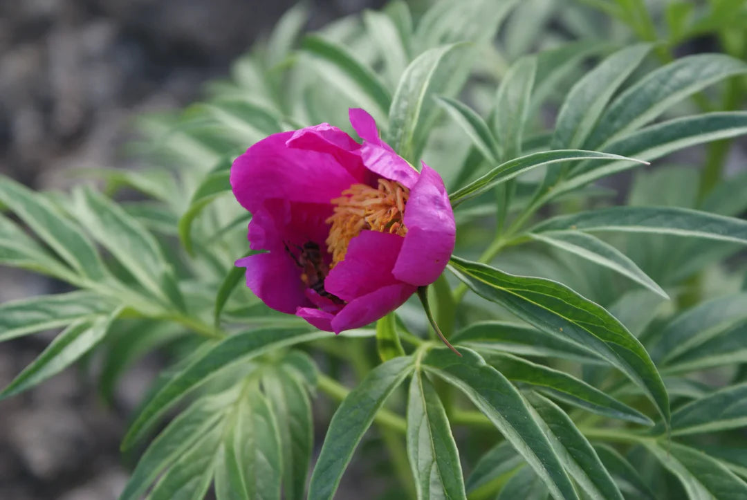 Rosa Paeonia Tenuifolia Blumensamen zur Aussaat – ideal Rabatten – Traditionssorte & ohne Gentechnik Samen Hausgarten