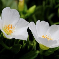 Moss Rose Blumensamen zur Aussaat ideal Rabatten Traditionssorte & ohne Gentechnik Samen Hausgarten