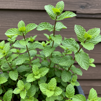 Samen der Korsischen Mini-Minze – Alte, gentechnikfreie Bio-Samen für den Garten