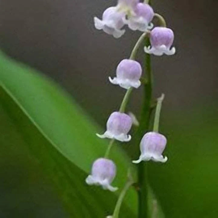 Violett Bell Orchidee Blumensamen zur Aussaat Landhaus Garten wichtig Traditionssorte & ohne Gentechnik Samen Hausgarten