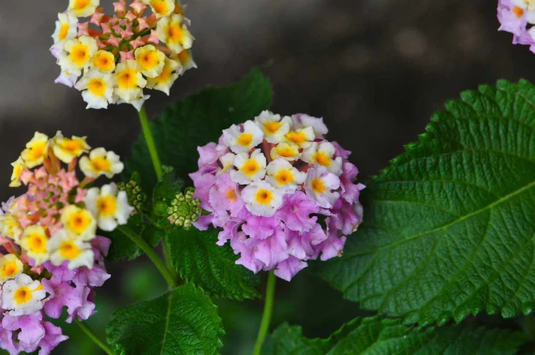 Wandelröschen Camara Blumensamen zur Aussaat robust Sorte Traditionssorte & ohne Gentechnik Samen Hausgarten