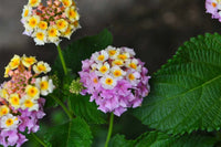 Wandelröschen Camara Blumensamen zur Aussaat robust Sorte Traditionssorte & ohne Gentechnik Samen Hausgarten