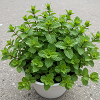 Korsische Mini-Minze Samen zum Pflanzen – Alte, gentechnikfreie Bio-Gartensamen