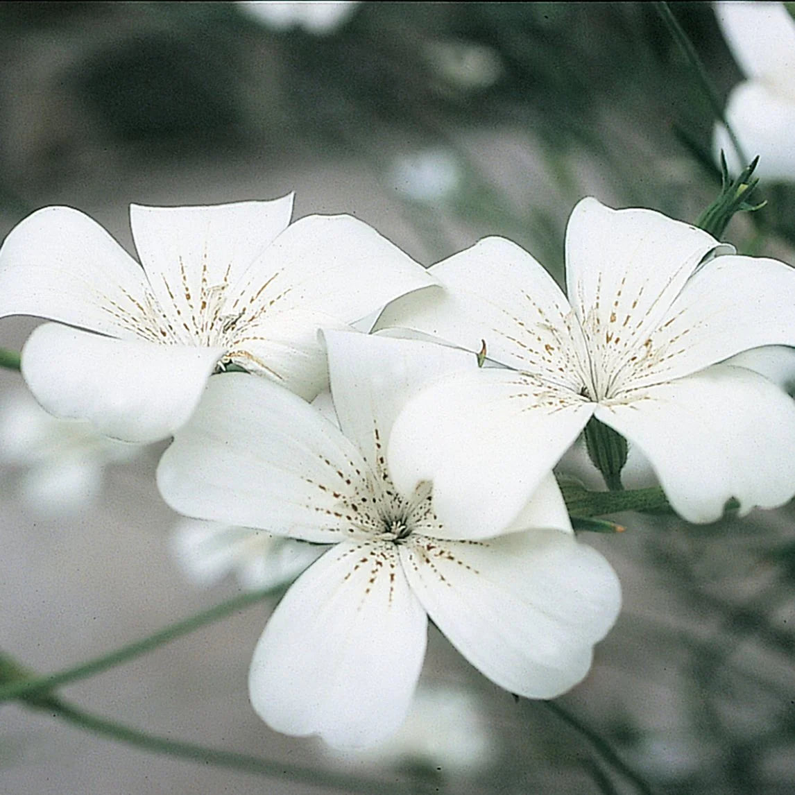 Agrostemma Ocean Pearl Blumensamen zur Aussaat – Garten beliebt Traditionssorte & ohne Gentechnik Samen Hausgarten