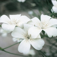 Agrostemma Ocean Pearl Blumensamen zur Aussaat – Garten beliebt Traditionssorte & ohne Gentechnik Samen Hausgarten