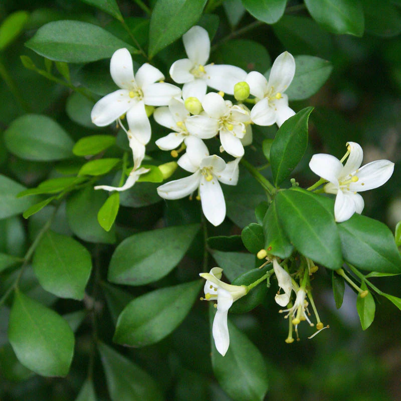Weiß Murraya Blumensamen zur Aussaat – robust Sorte – Traditionssorte & ohne Gentechnik Samen Hausgarten
