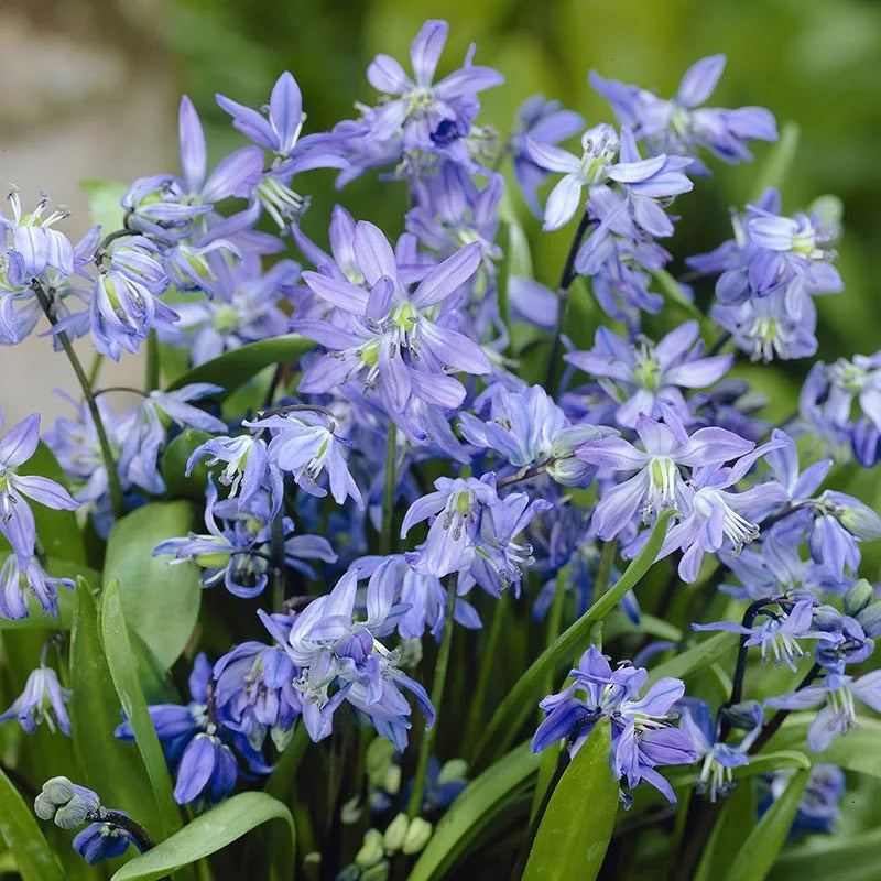 Scilla Bifolia Blumensamen zur Aussaat – hochwertige Qualitäts- – Traditionssorte & ohne Gentechnik Samen Hausgarten