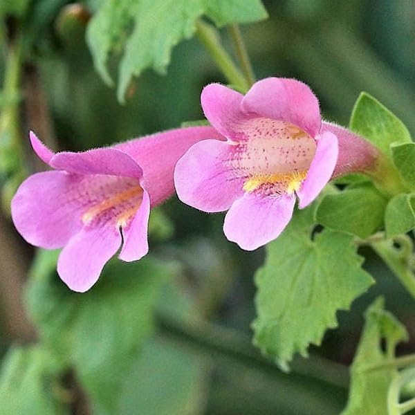 Rosa Asarina Blumensamen zur Aussaat – leuchtend Blüten – Traditionssorte & ohne Gentechnik Samen Hausgarten