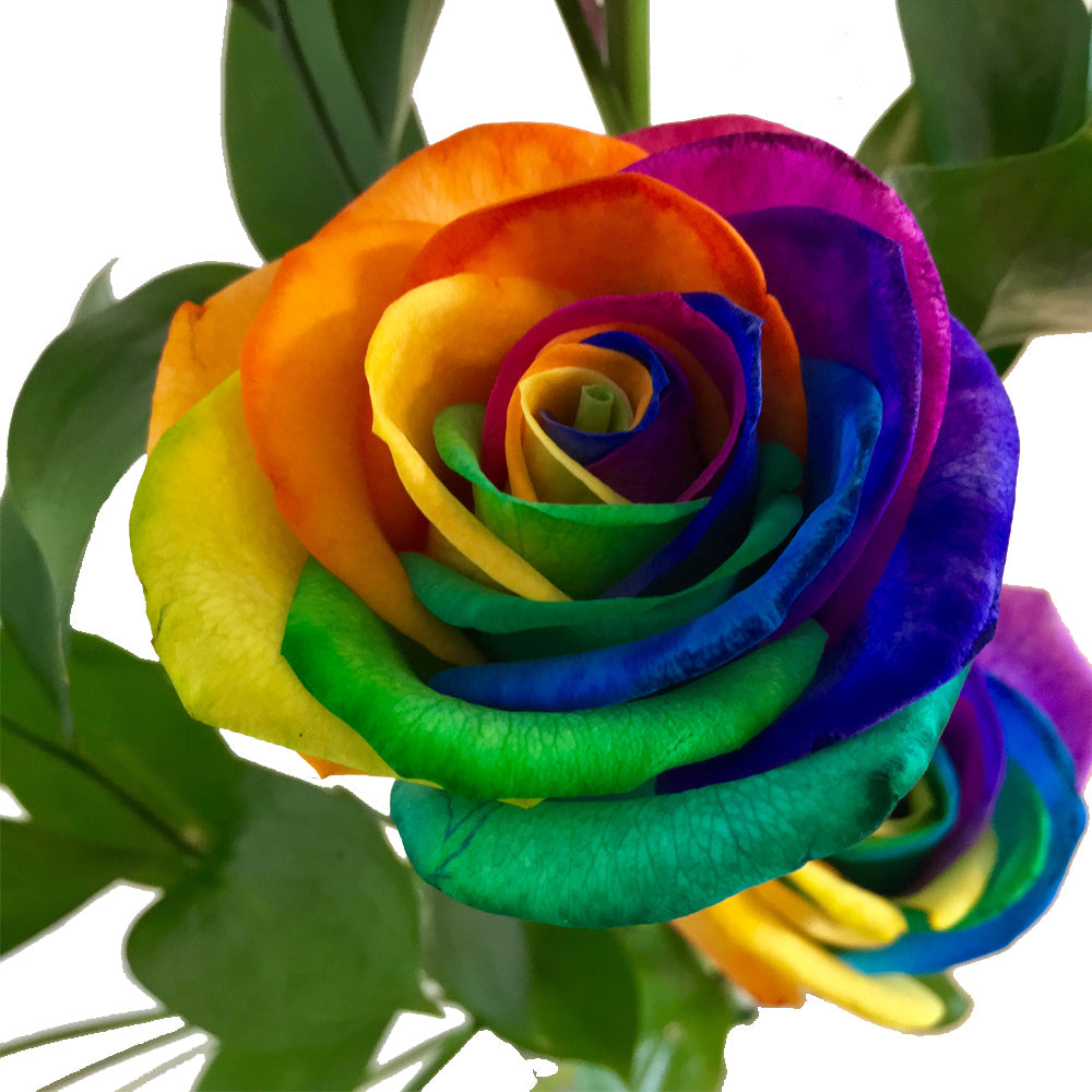 Gemischt Rose Blumensamen zur Aussaat – Create leuchtend und Captivating Floral Schauanlagen