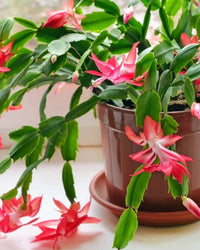 Weihnachtskaktus Pfirsichfarben Blumensamen zur Aussaat – Halbschatten verträglich – Traditionssorte & ohne Gentechnik Samen Hausgarten