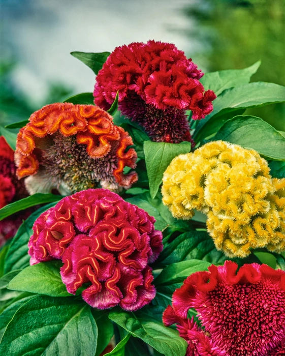 Cockscomb Samen zur Aussaat Celosia Cristata Blume Beet tropisch border