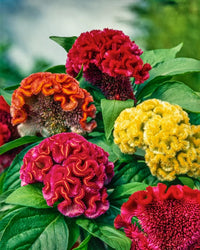 Cristata Blumensamen zur Aussaat Garten beliebt Traditionssorte & ohne Gentechnik Samen Hausgarten