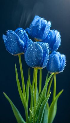 Himmelblau Tulpe Blumensamen zur Aussaat