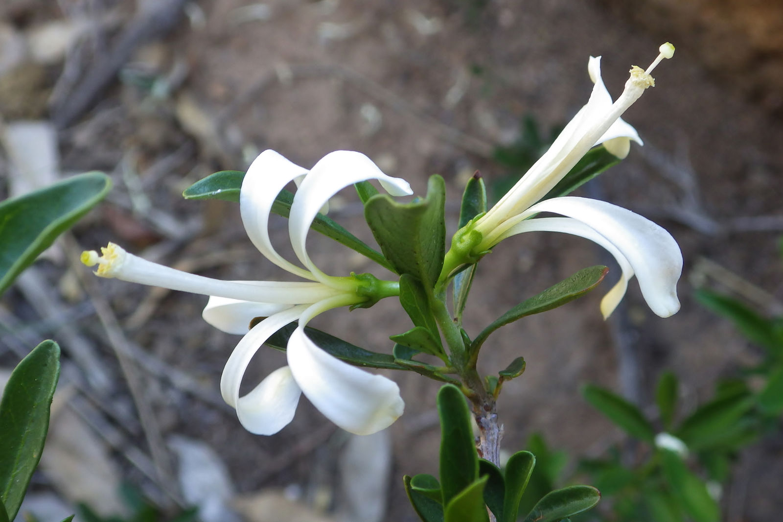 Weiß Cape Honeysuckle Blumensamen zur Aussaat – leuchtend – Traditionssorte & ohne Gentechnik Samen Hausgarten