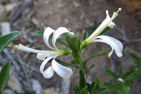 Weiß Cape Honeysuckle Blumensamen zur Aussaat – leuchtend – Traditionssorte & ohne Gentechnik Samen Hausgarten