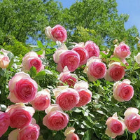 Rosa Lonza Gemstone Blumensamen zur Aussaat – Traditionssorte – ohne Gentechnik – Sonne- Garten Samen