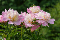 Gemischt Paeonia Suffruticosa Blumensamen zur Aussaat Landhaus Garten wichtig Traditionssorte & ohne Gentechnik Samen Hausgarten