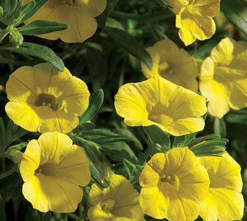 für Calibrachoa Blumensamen – Aussaat Gelb Blüten Arrangements