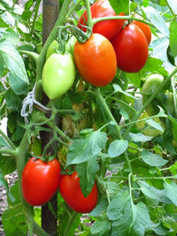 Rot Opalka Gemüsesamen - Easy Planting for Home Gardens