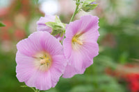 Halo Samen Rosa-Blumensamen zum Pflanzen und Gärtnern