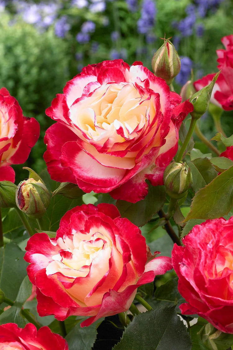 gefüllt Delight Rose Blumensamen zur Aussaat Drought verträglich Traditionssorte & ohne Gentechnik Samen Hausgarten