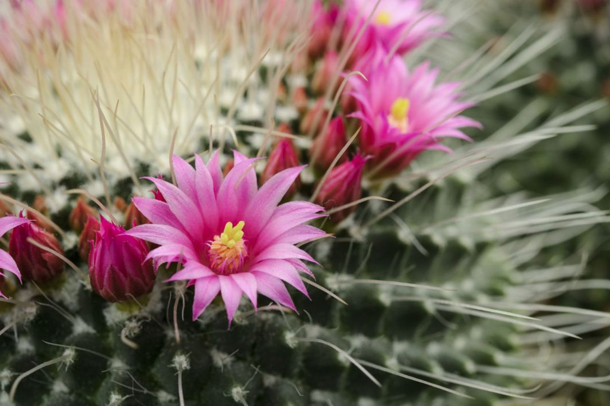 Rosa Mammillaria Blumensamen zur Aussaat – Garten beliebt – Traditionssorte & ohne Gentechnik Samen Hausgarten